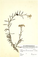 藏品(玉山抱莖籟蕭)的圖片